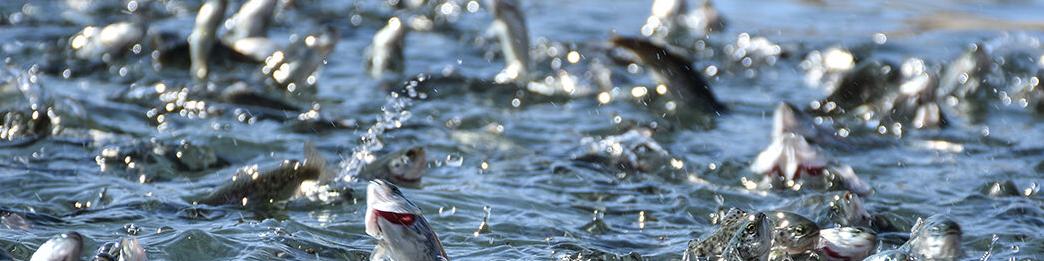 صادرات ۴ هزارتن ماهی قزل آلا/ ممنوعیت فعالیت مزارع پرورشی کنار رودخانه‌ها