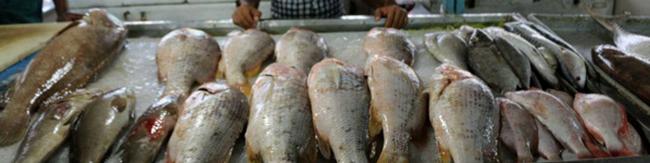 روش‌های مصرف ماهی در ایران محدود است/ بالا رفتن تقاضا، با افزایش تنوع