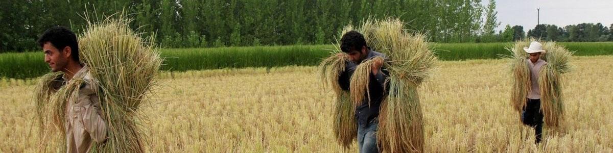 امروز قیمت گندم تعیین تکلیف می‌شود / قیمت‌گذاری ۳۲ قلم کالای اساسی