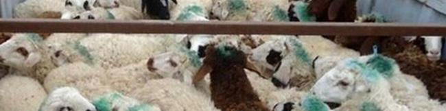 قیمت دام زنده کاهشی شد