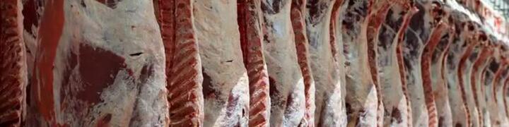 آیا بازار گوشت قرمز در ۳ماه آینده ساماندهی می‌شود؟