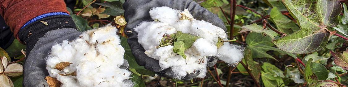 سالانه ۱۸۰ هزارتن پنبه مورد نیاز صنعت نساجی است
