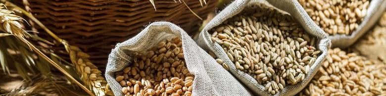 افزایش ۱۳۴ درصدی واردات جو/ واردات ۴ کالای اساسی نصف شد