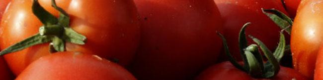 واردات برخی محصولات کشاورزی به عراق موقتا ممنوع شد