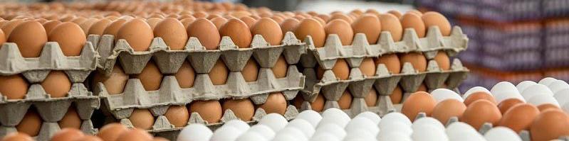 قیمت مصوب هر کیلو تخم‌مرغ برای مصرف‌کننده ۵۶ هزار تومان