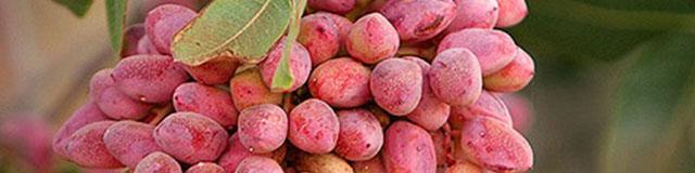 تولید پسته نسبت به سال قبل ۲ برابر شد/ امکان صادرات ۱.۵ میلیارد دلاری