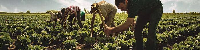 خبری از ابلاغ خرید تضمینی کالاهای اساسی نیست