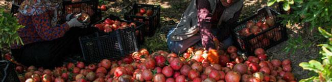 چقدر انار از ایران صادر شد؟/ پاکستان اولین مقصد صادرات