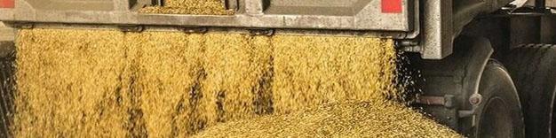 ورود بیش از ۱۲۰ هزار تن نهاده‌ دامی به کشور تا پایان آبان