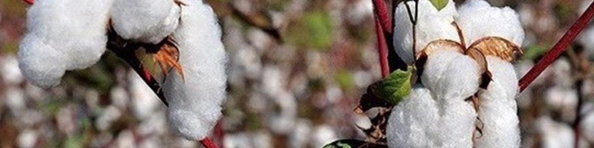 تامین ۵۰ درصد پنبه مورد نیاز صنعت نساجی در داخل کشور