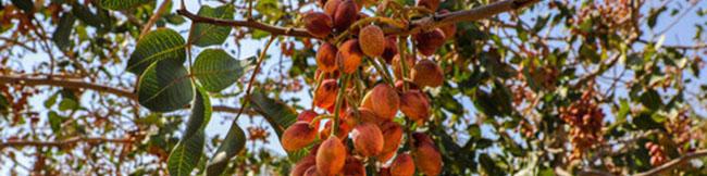 چند و چون شناسه‌دار شدن محصولات کشاورزی/ امکان رصد تمام اطلاعات محصول قبل از خرید