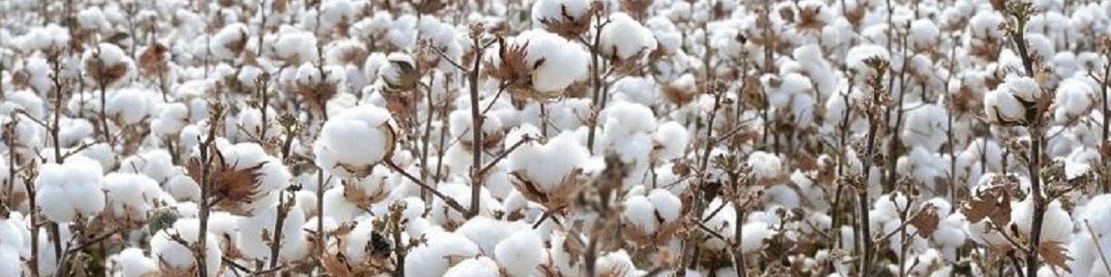 پتانسیل تولید ۵۰۰ هزارتن طلای سفید در داخل وجود دارد