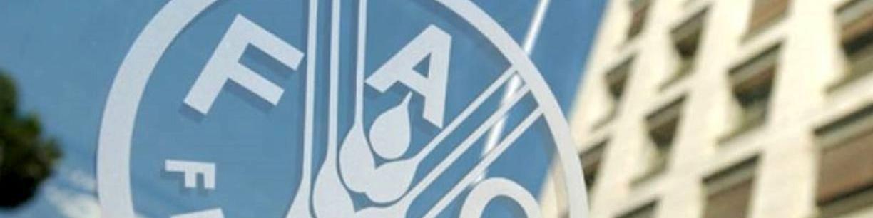 رتبه ۱۴ ایران از نظر تولید برنج در آسیا/ فائو: صادرات لبنیات ایران ۶۵درصد رشد کرد