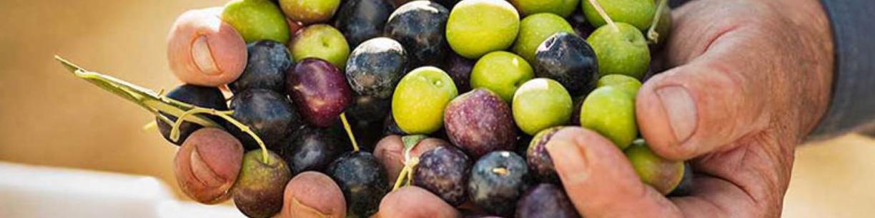 ایران به ریاست شورای بین‌المللی زیتون انتخاب شد