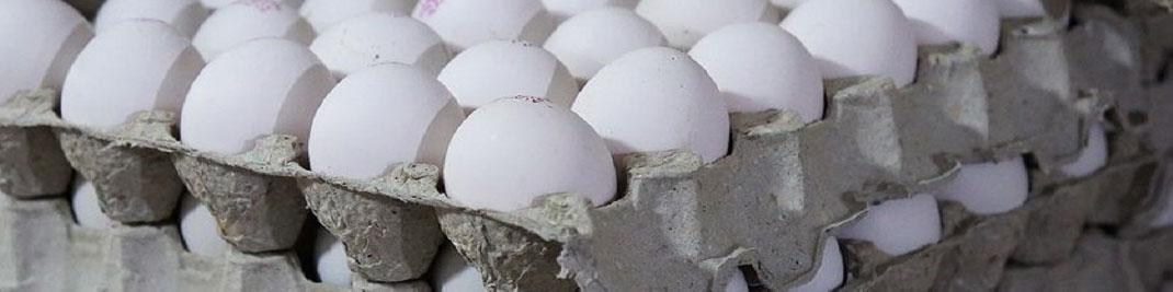 صادرات تخم‌مرغ به ۱۱۰ هزار تن رسید