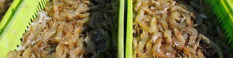 پای جریان نفوذ در انتشار خبر آلودگی میگوی ایران