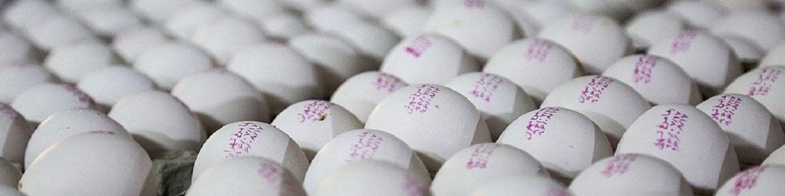 کمبودی در تولید تخم‌مرغ نداریم/ هزینه تولید بالا است