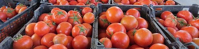 عوارض صادرات گوجه فرنگی ۵۵درصد اعلام شد