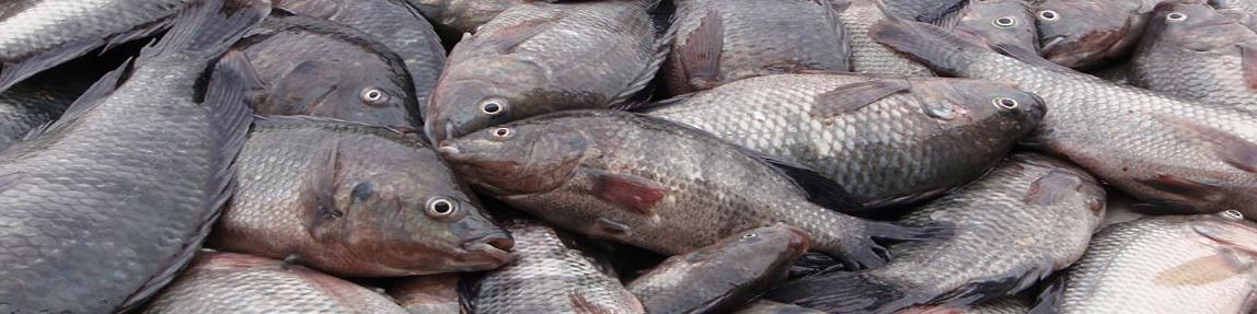 تکرار داستان واردات بی‌رویه تیلاپیا تولید داخل را دچار چالش می‌کند