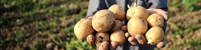 نبود اطلاعات دقیق؛ معضل مازاد تولید محصولات کشاورزی/ اطلاعات تولید در سامانه ثبت شود