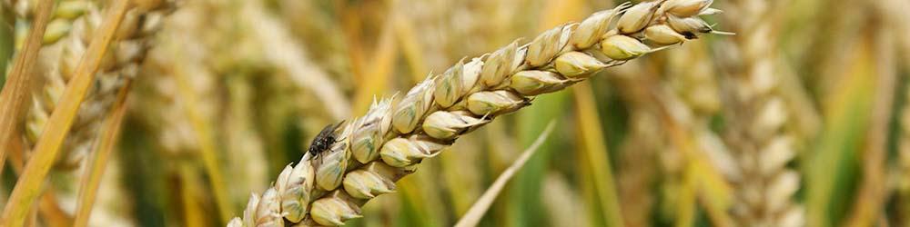 تثبیت خودکفایی گندم در گرو تعیین قیمت مناسب خرید تضمینی‌