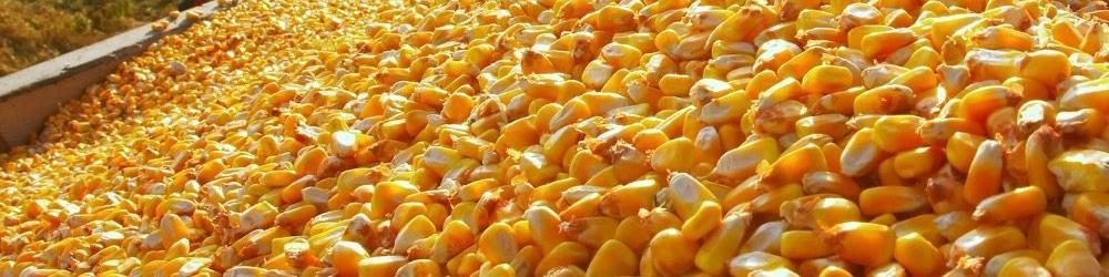 واردات ۳ هزار و ۸۰۰ تن ذرت دامی از روسیه