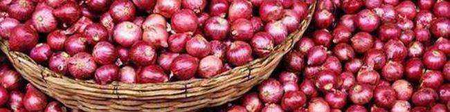 موسوی لارگانی: قرار بود کل تعرفه صادرات پیاز برداشته شود نه ۵۰ درصد آن