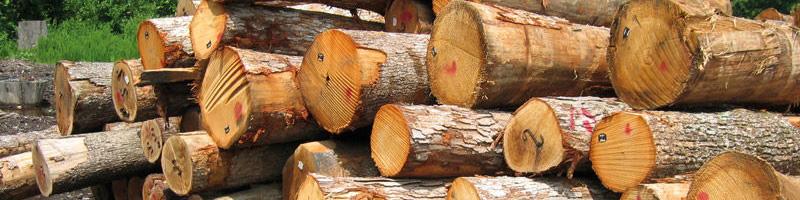 سالانه ۶ میلیون متر مکعب چوب مورد نیاز صنایع است