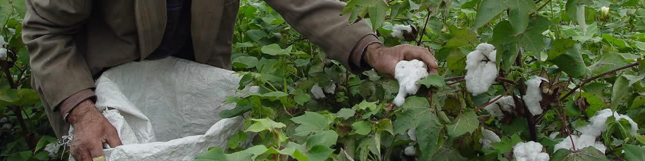 پتانسیل تولید طلای سفید بیش از نیاز صنعت نساجی است