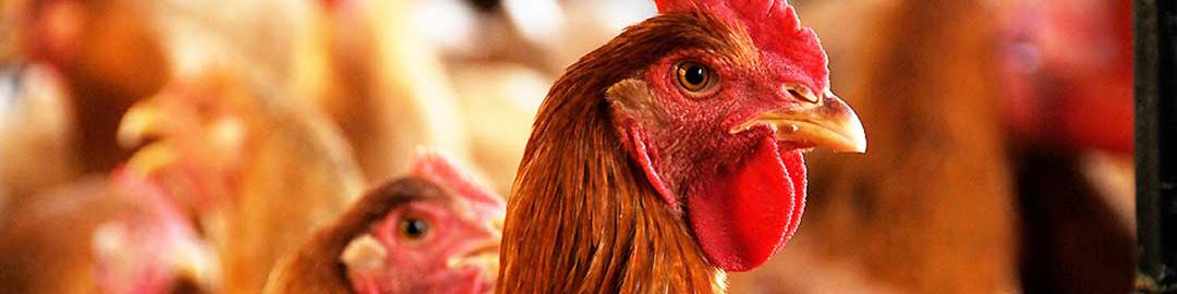 ماهانه ۴۰ هزارتن مرغ مازاد از سطح بازار در حال جمع آوری است