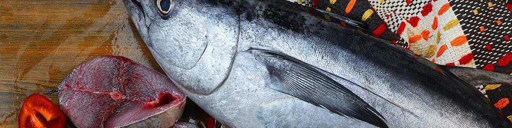 تولید تون‌ماهیان به ۲۸۲ تن رسید