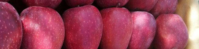 عوارض صادراتی سیب لغو شد