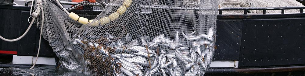 میزان مشارکت مردم در صنعت شیلات چقدر است؟