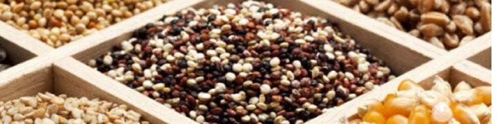 تولید بیش از ۳۰ تن انواع بذر دانه‌های روغنی در کشور