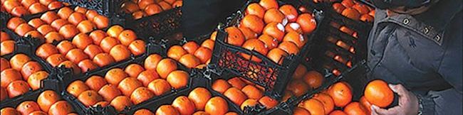 صادرات ۲۸ میلیون دلاری مرکبات مازندران به ۱۶ کشور جهان