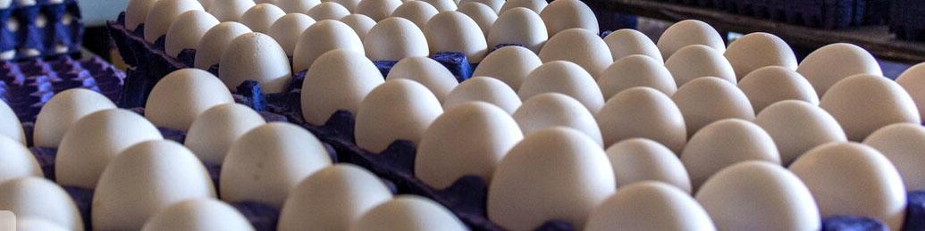 فروش تخم مرغ زیر قیمت مصوب سال گذشته/ صادرات ۲۰ هزار تن در فروردین امسال