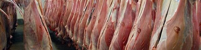 سالانه ۶۰۰ هزارتن گوشت قرمز از دام سنگین تامین می‌شود