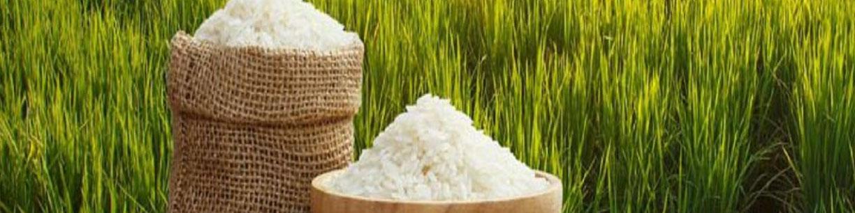 افزایش قیمت برنج ایرانی/ نقش یک شرکت بزرگ در خرید محصولات انبارشده