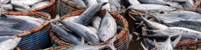 صادرات محصولات شیلاتی به ۲۱۰ هزار تن رسید