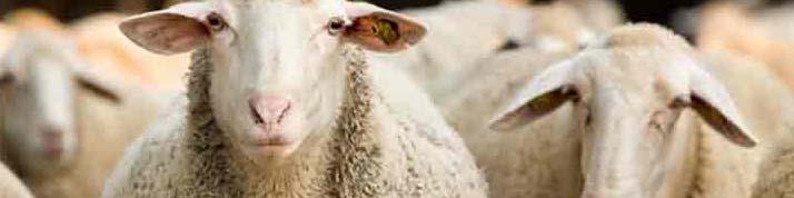 ضرورت خرید تضمینی ۲ میلیون راس دام مازاد از دامداران