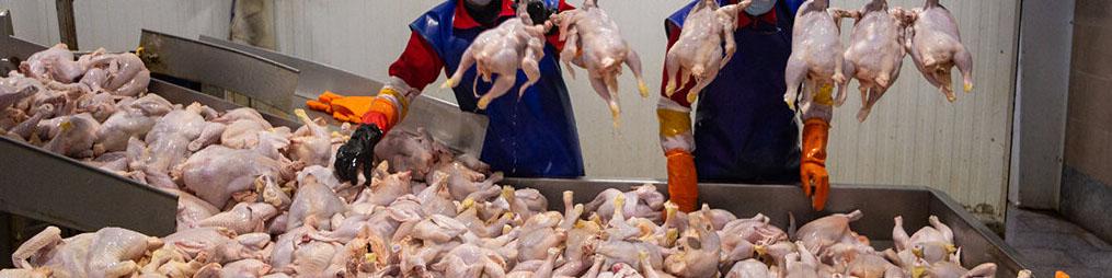 افزایش قیمت گوشت مرغ صحت ندارد/ تولید صادرات‌محور برنامه دولت سیزدهم