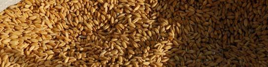 قیمت تضمینی خرید جو اعلام شد