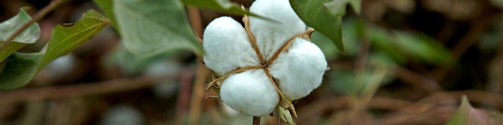 اختصاص کود یارانه‌ای به کشت پنبه/ کاهش ساعات قطع برق چاه‌های آب مناطق پنبه‌خیز