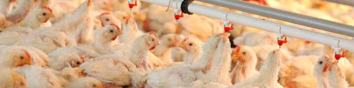 میانگین قیمت مرغ زنده ۵۶ تا ۵۷ هزار تومان است