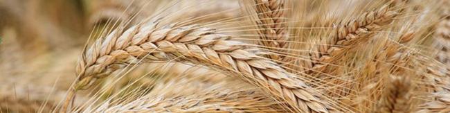 خرید گندم از مرز ۴ میلیون تن گذشت