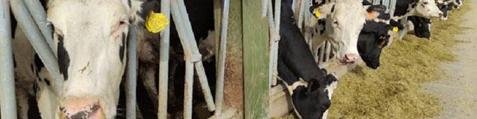 کاهش قیمت دام سنگین ادامه دارد / هر کیلو گرم ۱۸۰ هزار تومان