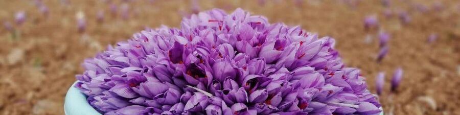 پتانسیل افزایش ۳ برابری تولید زعفران در کشور وجود دارد