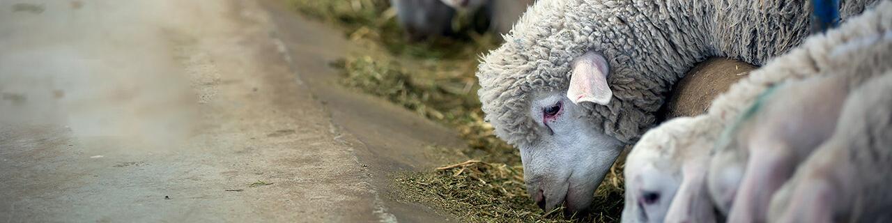 سیاست نادرست وزارت کشاورزی باعث کاهش دام کشور/​ چاره‌ای جز واردات نیست