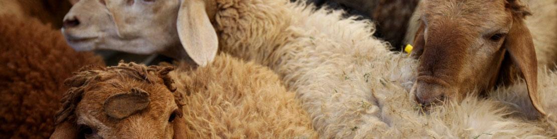 تعداد دام سبک در دامداری‌های کشور به ۷۰ میلیون راس رسید