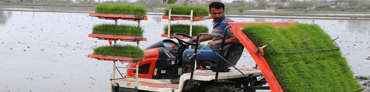 ۷۰ درصد کشت برنج مکانیزه است